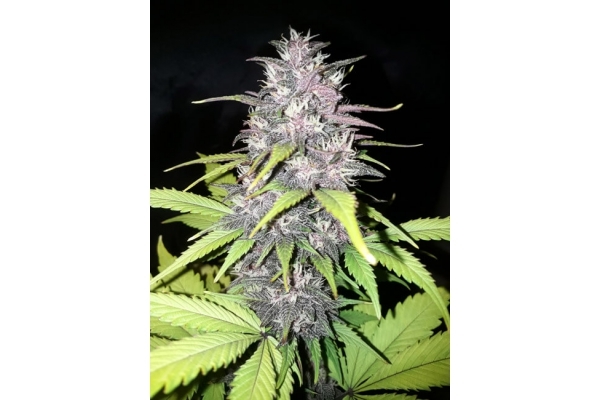 Blackberry Auto (FastBuds) feminizada