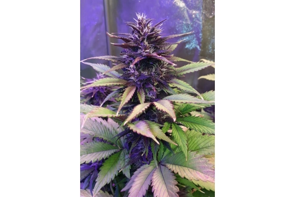 Blackberry Auto (FastBuds) feminizada