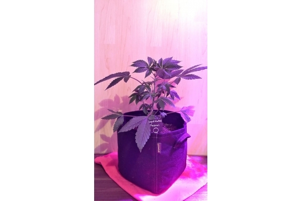 Royal Cookies (Royal Queen Seeds) feminizada