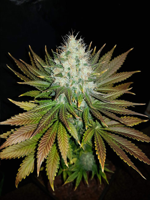 Bona Dea CBD (Vision Seeds) feminizada Bona Dea CBD (Vision Seeds) feminizada