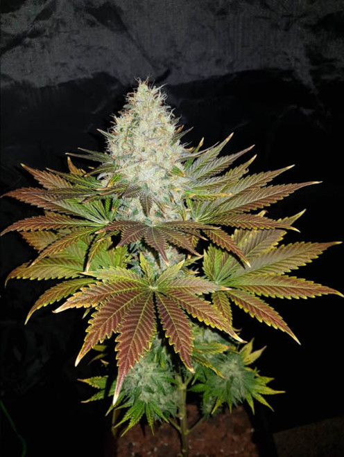 Bona Dea CBD (Vision Seeds) feminizada Bona Dea CBD (Vision Seeds) feminizada