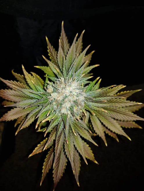 Bona Dea CBD (Vision Seeds) feminizada Bona Dea CBD (Vision Seeds) feminizada