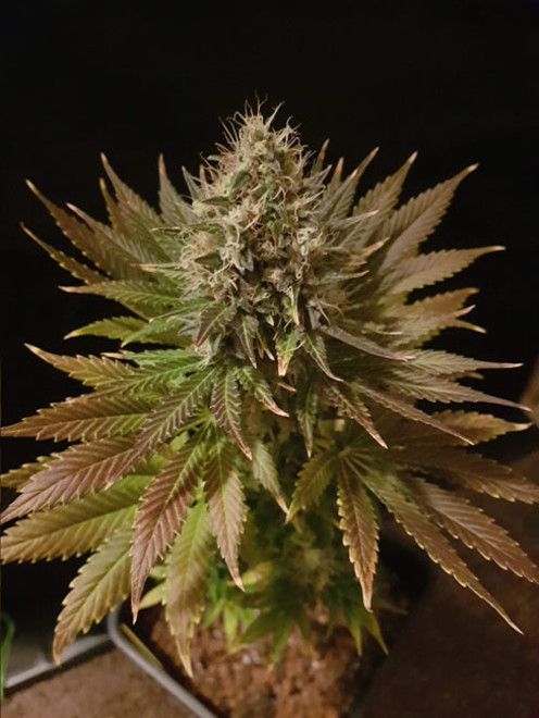 Bona Dea CBD (Vision Seeds) feminizada Bona Dea CBD (Vision Seeds) feminizada