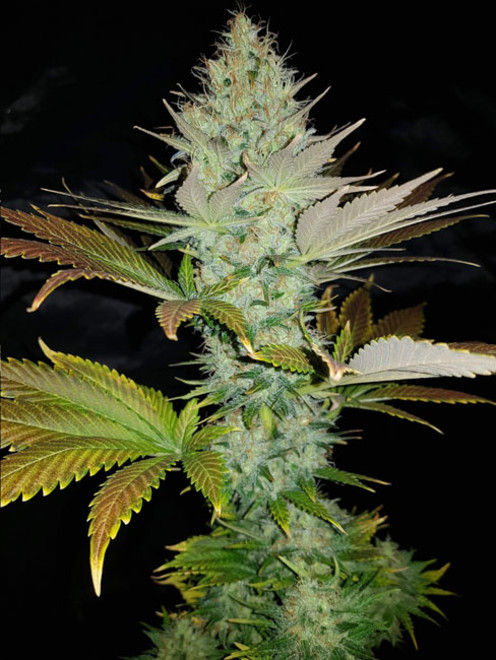 Bona Dea CBD (Vision Seeds) feminizada Bona Dea CBD (Vision Seeds) feminizada