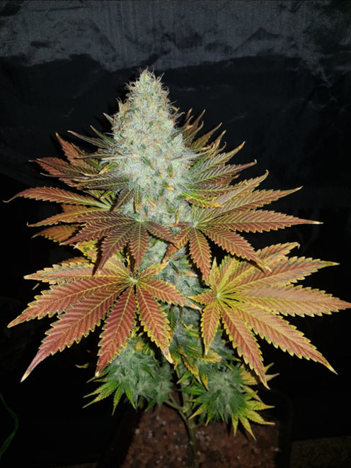 Bona Dea CBD (Vision Seeds) feminizada Bona Dea CBD (Vision Seeds) feminizada