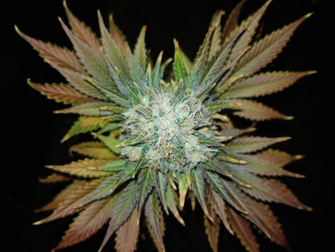 Bona Dea CBD (Vision Seeds) feminizada Bona Dea CBD (Vision Seeds) feminizada