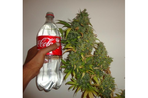 Californian Orange (Dutch Passion) feminizada Californian Orange (Dutch Passion) feminizada