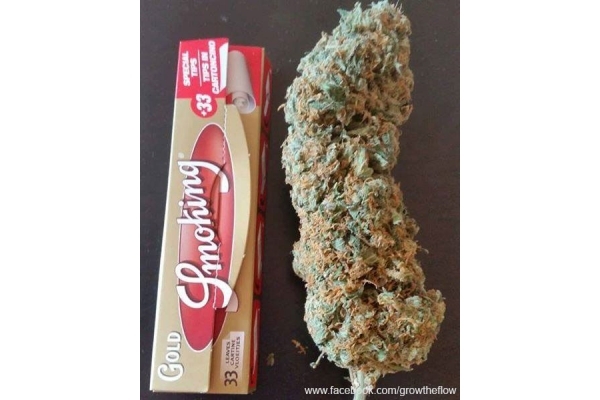 Bubblegum (Zamnesia Seeds) feminizada Bubblegum (Zamnesia Seeds) feminizada