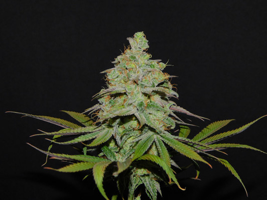 Tangie Ghost Train (Little Chief Collabs) feminizada Tangie Ghost Train (Little Chief Collabs) feminizada