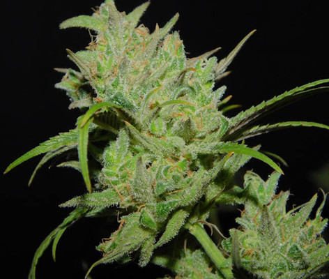 Tangie Ghost Train (Little Chief Collabs) feminizada Tangie Ghost Train (Little Chief Collabs) feminizada