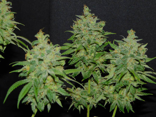 Tangie Ghost Train (Little Chief Collabs) feminizada Tangie Ghost Train (Little Chief Collabs) feminizada