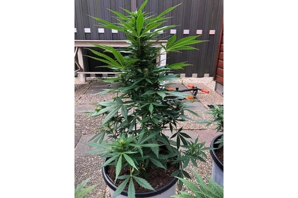 Monster Dwarf Auto (Zamnesia Seeds) feminizada Monster Dwarf Auto (Zamnesia Seeds) feminizada