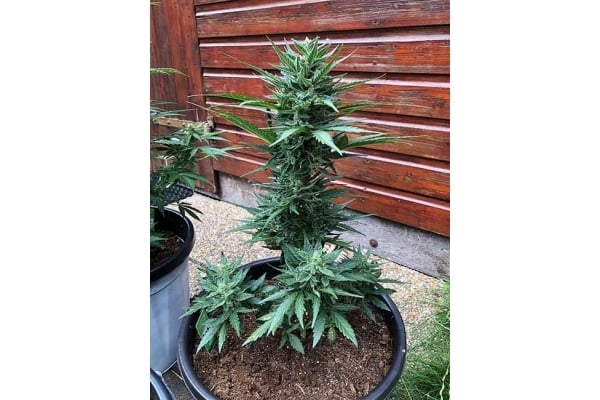 Monster Dwarf Auto (Zamnesia Seeds) feminizada Monster Dwarf Auto (Zamnesia Seeds) feminizada
