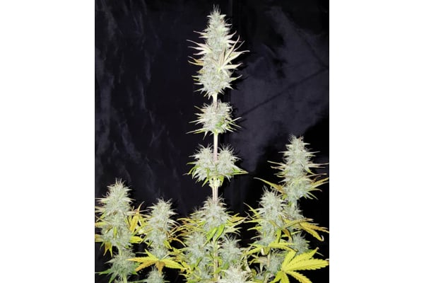Monster Dwarf Auto (Zamnesia Seeds) feminizada Monster Dwarf Auto (Zamnesia Seeds) feminizada