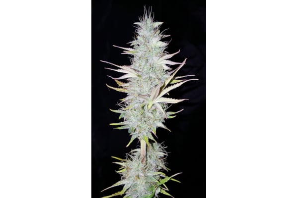 Monster Dwarf Auto (Zamnesia Seeds) feminizada Monster Dwarf Auto (Zamnesia Seeds) feminizada