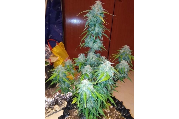 GG#4 Auto (FastBuds) feminizada GG#4 Auto (FastBuds) feminizada