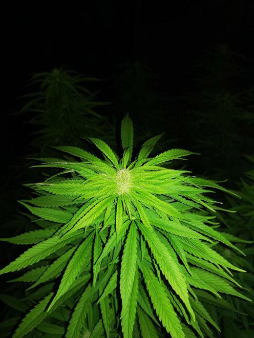Cash Express (Zamnesia Seeds) feminizada Cash Express (Zamnesia Seeds) feminizada