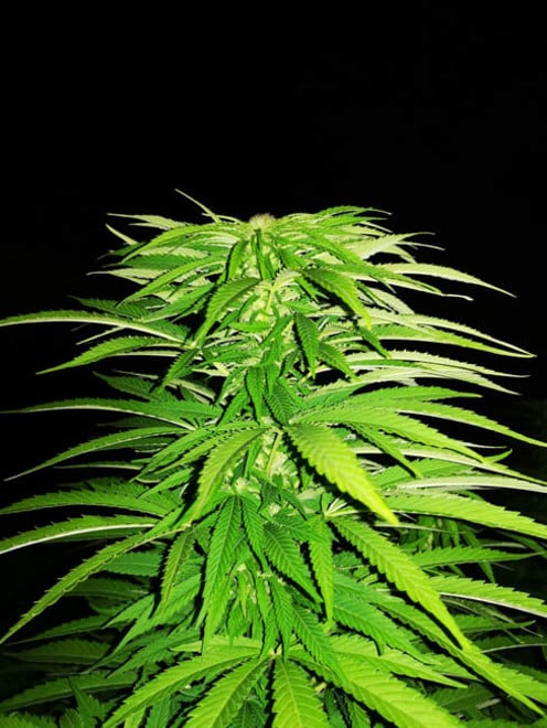 Cash Express (Zamnesia Seeds) feminizada Cash Express (Zamnesia Seeds) feminizada