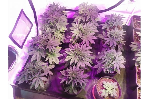 GG#4 (Zamnesia Seeds) feminizada GG#4 (Zamnesia Seeds) feminizada