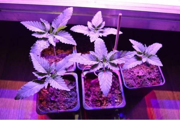 GG#4 (Zamnesia Seeds) feminizada GG#4 (Zamnesia Seeds) feminizada