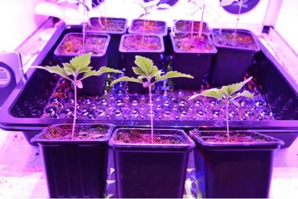 GG#4 (Zamnesia Seeds) feminizada GG#4 (Zamnesia Seeds) feminizada