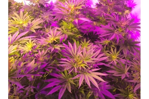 GG#4 (Zamnesia Seeds) feminizada GG#4 (Zamnesia Seeds) feminizada