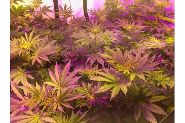 GG#4 (Zamnesia Seeds) feminizada GG#4 (Zamnesia Seeds) feminizada