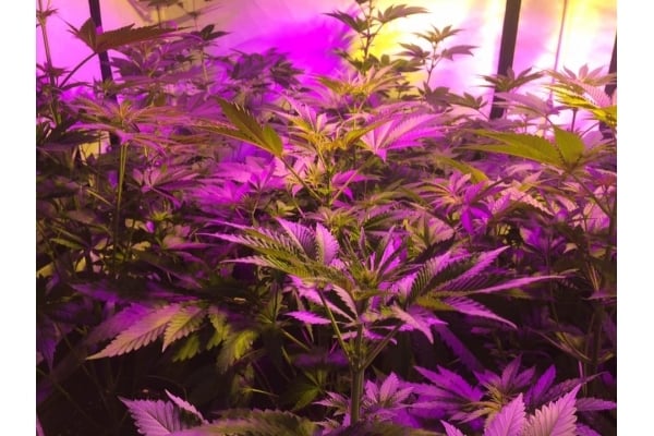 GG#4 (Zamnesia Seeds) feminizada GG#4 (Zamnesia Seeds) feminizada