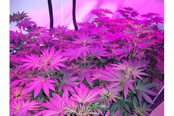 GG#4 (Zamnesia Seeds) feminizada GG#4 (Zamnesia Seeds) feminizada