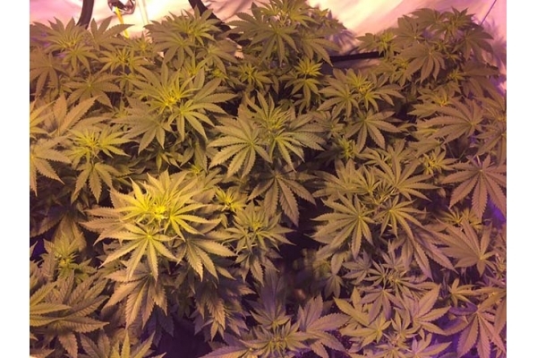 GG#4 (Zamnesia Seeds) feminizada GG#4 (Zamnesia Seeds) feminizada