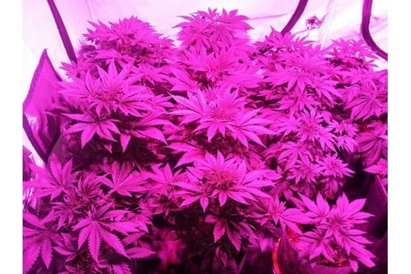 GG#4 (Zamnesia Seeds) feminizada GG#4 (Zamnesia Seeds) feminizada