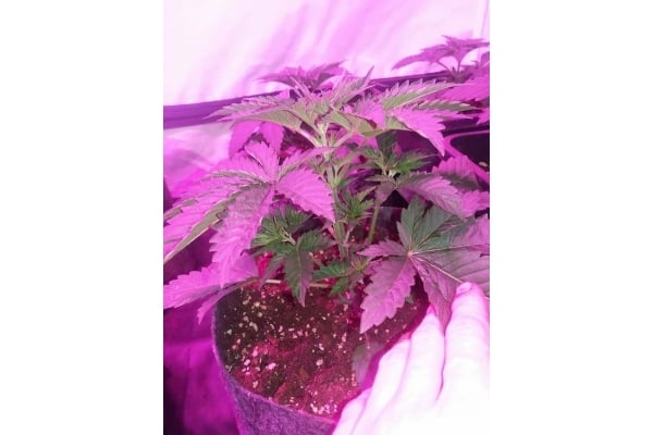 GG#4 (Zamnesia Seeds) feminizada GG#4 (Zamnesia Seeds) feminizada