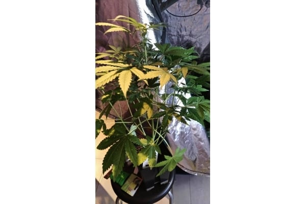 GG#4 (Zamnesia Seeds) feminizada GG#4 (Zamnesia Seeds) feminizada