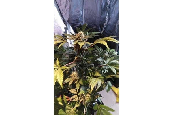 GG#4 (Zamnesia Seeds) feminizada GG#4 (Zamnesia Seeds) feminizada