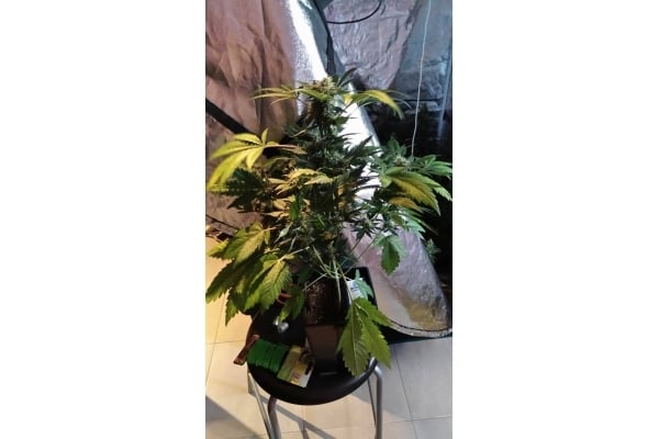 GG#4 (Zamnesia Seeds) feminizada GG#4 (Zamnesia Seeds) feminizada