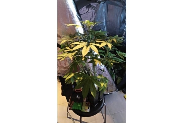 GG#4 (Zamnesia Seeds) feminizada GG#4 (Zamnesia Seeds) feminizada