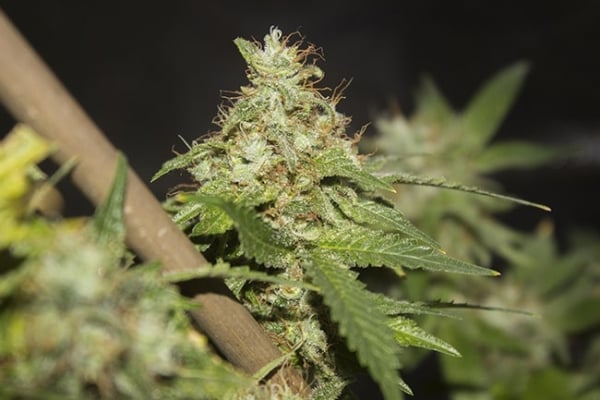 GG#4 (Zamnesia Seeds) feminizada GG#4 (Zamnesia Seeds) feminizada