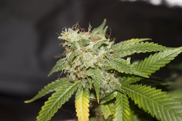 GG#4 (Zamnesia Seeds) feminizada GG#4 (Zamnesia Seeds) feminizada
