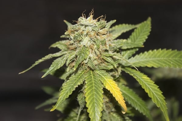 GG#4 (Zamnesia Seeds) feminizada GG#4 (Zamnesia Seeds) feminizada
