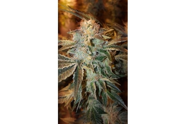 GG#4 (Zamnesia Seeds) feminizada GG#4 (Zamnesia Seeds) feminizada