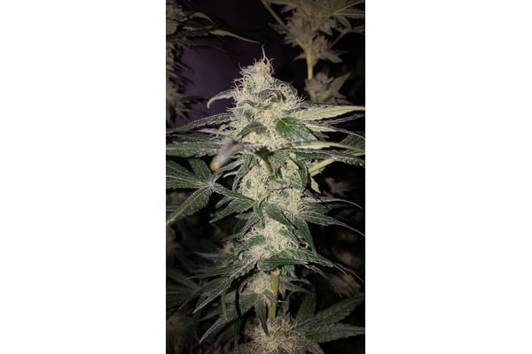 GG#4 (Zamnesia Seeds) feminizada GG#4 (Zamnesia Seeds) feminizada