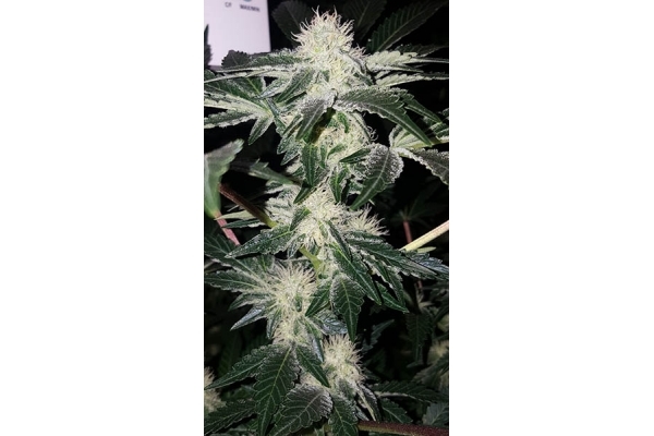GG#4 (Zamnesia Seeds) feminizada GG#4 (Zamnesia Seeds) feminizada