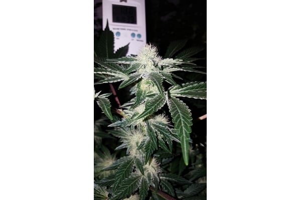 GG#4 (Zamnesia Seeds) feminizada GG#4 (Zamnesia Seeds) feminizada