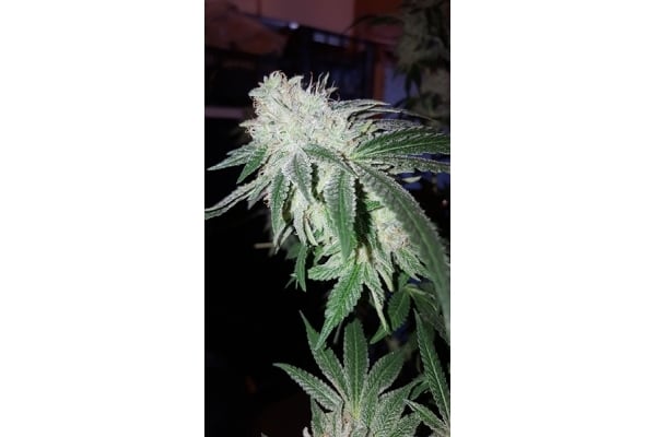 GG#4 (Zamnesia Seeds) feminizada GG#4 (Zamnesia Seeds) feminizada