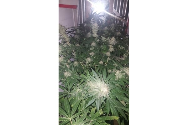 GG#4 (Zamnesia Seeds) feminizada GG#4 (Zamnesia Seeds) feminizada