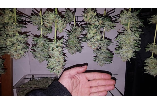 GG#4 (Zamnesia Seeds) feminizada GG#4 (Zamnesia Seeds) feminizada