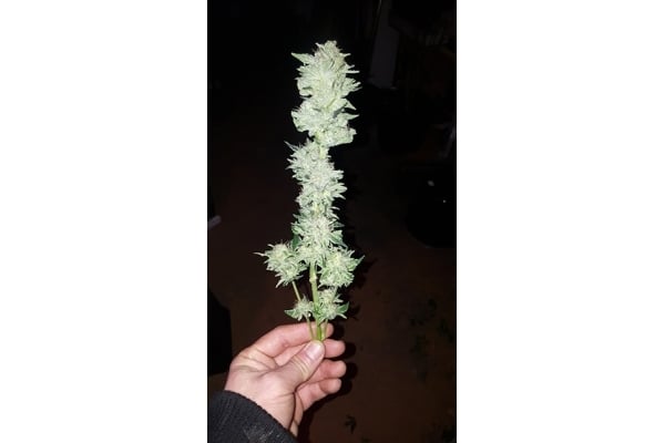 GG#4 (Zamnesia Seeds) feminizada GG#4 (Zamnesia Seeds) feminizada