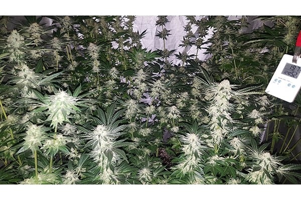 GG#4 (Zamnesia Seeds) feminizada GG#4 (Zamnesia Seeds) feminizada