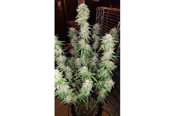 GG#4 (Zamnesia Seeds) feminizada GG#4 (Zamnesia Seeds) feminizada