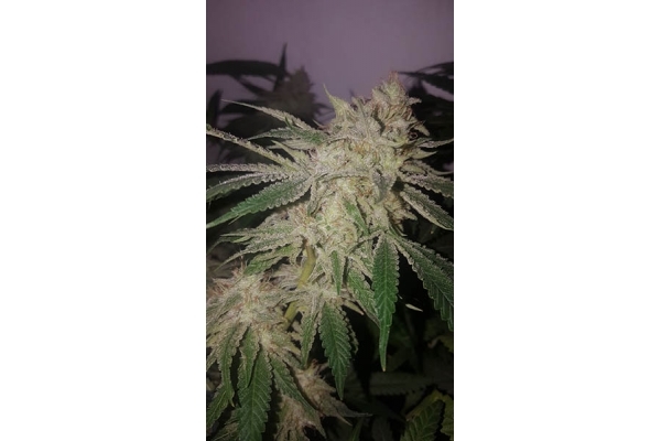 GG#4 (Zamnesia Seeds) feminizada GG#4 (Zamnesia Seeds) feminizada
